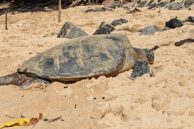 Famed North Shore Tour - Waimea Bay is the major beach stop
