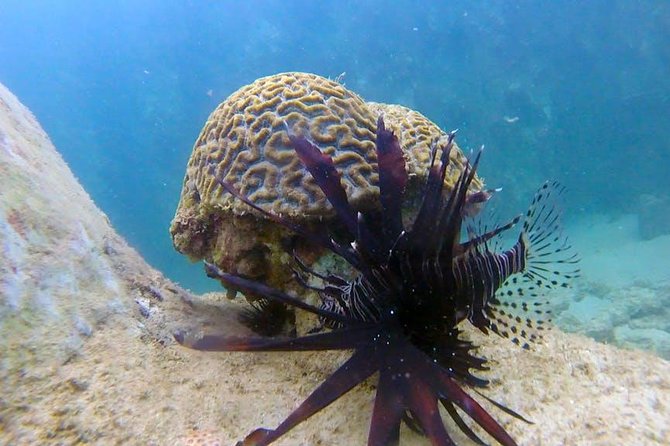 First-Time Scuba Diving in Honolulu + Free Videos - Free videos add real value at $89