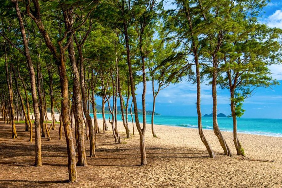 From Waikiki: Best of Oahu Photo Tour with Pickup - Sandy Beach, Halona, and the volcanic coast