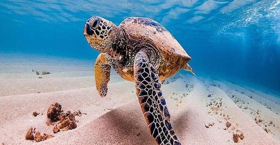 From Waikiki: Oahu Grand Circle Island Experience - North Shore surf country