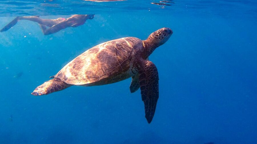 From Waikiki: Turtle Canyon Snorkeling Tour - Key points to know before booking