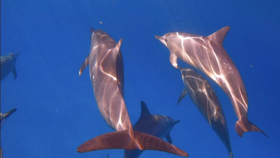 From Waikiki: Turtle Canyon Snorkeling Tour - Turtle Canyon, a short ride with a reliable payoff