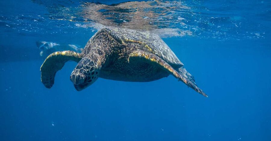 From Waikiki: Turtle Canyon Snorkeling Tour - What the reef experience feels like in practice