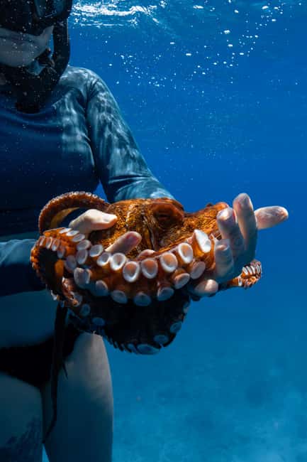 From Waikiki: Turtle Canyon Snorkeling Tour - Returning to Honolulu after the snorkel