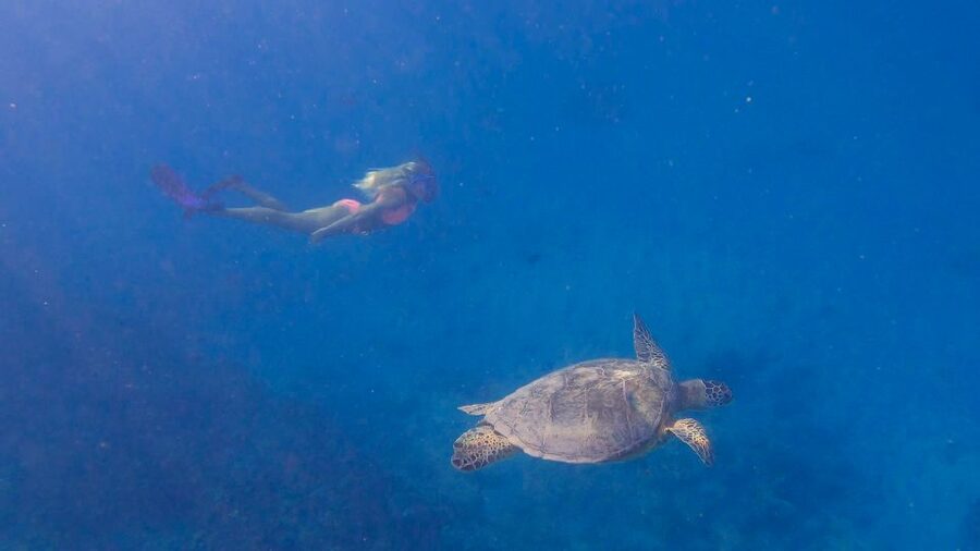 From Waikiki: Turtle Canyon Snorkeling Tour - Practical tips for a smoother outing