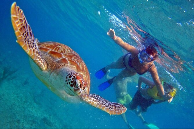 Full Day Oahu Circle Island -Turtle Beach Snorkel at North Shore - Key points to know before booking