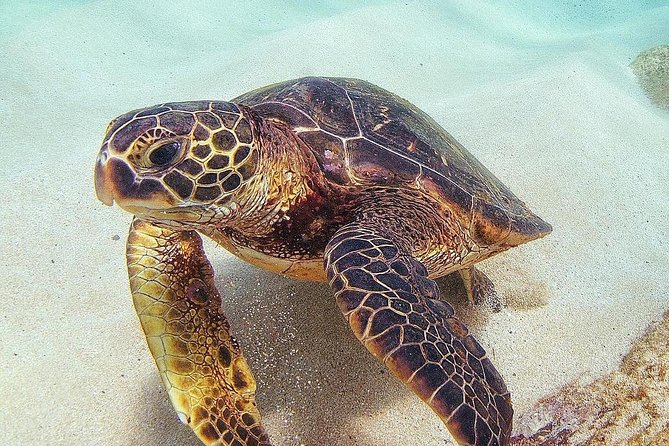 Full Day Oahu Circle Island -Turtle Beach Snorkel at North Shore - A full island day without renting a car
