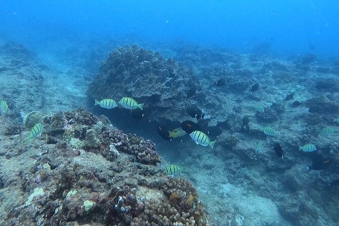 Guided Snorkel Tour for Beginners in Honolulu - What happens at 1501 Ala Moana Boulevard
