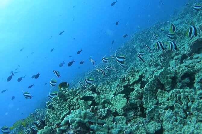 Guided Snorkel Tour for Beginners in Honolulu - Learning the mask and snorkel before entering the water