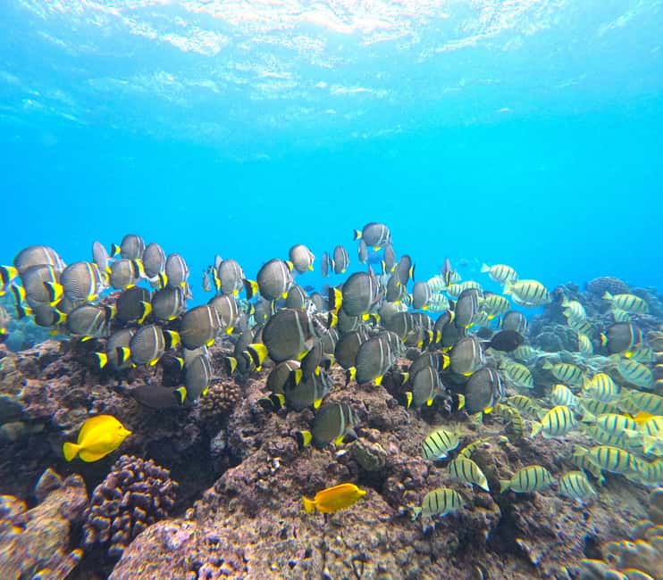 Hanauma Bay Guided Snorkel Tour with guaranteed entrance - Conditions, comfort, and honest expectations