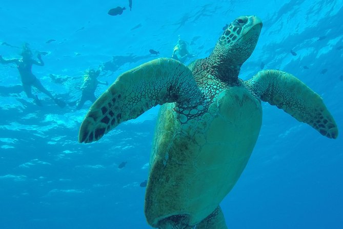 Hanauma Bay Guided Snorkel Tour (with guaranteed entrance time) - One hour among reef fish and turtles
