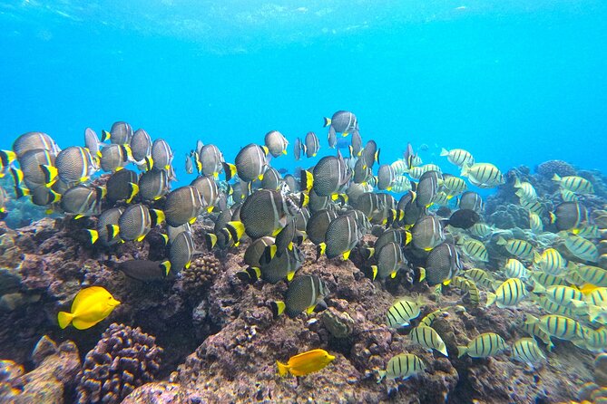 Hanauma Bay Guided Snorkel Tour (with guaranteed entrance time) - How the small group changes the experience