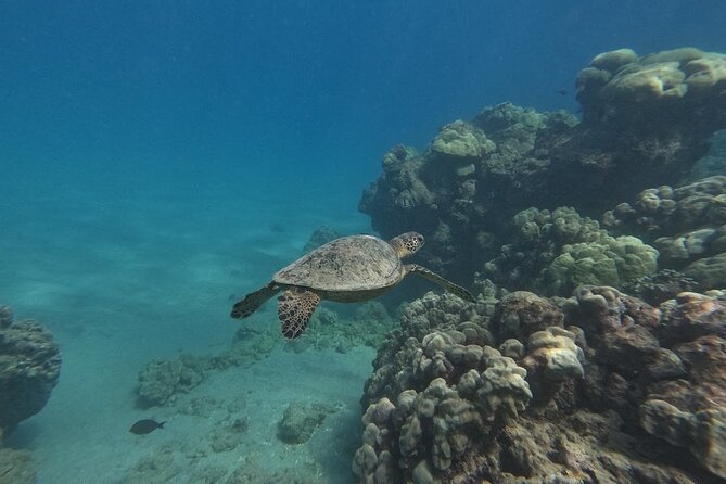 Hanauma Bay Guided Snorkeling Tour with Transportation - Two start times, two different moods