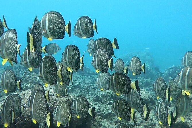 Hanauma Bay Guided Snorkeling Tour with Transportation - Gear, safety, and the small comforts