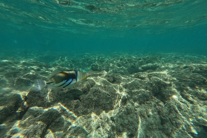 Hanauma Bay Guided Snorkeling Tour with Transportation - How much value do you get for $115?