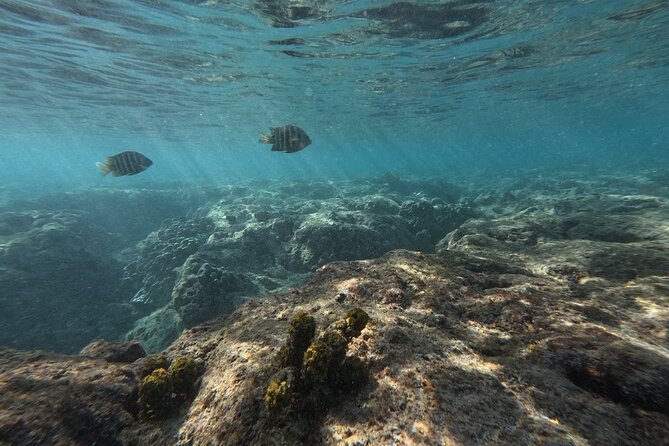 Hanauma Bay Guided Snorkeling Tour with Transportation - The guides can shape the day