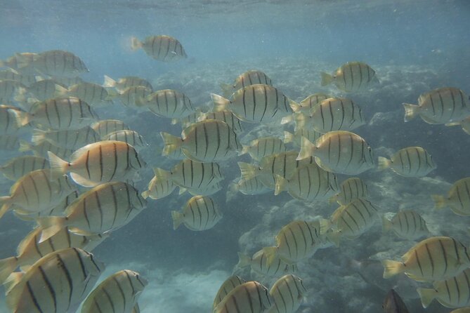 Hanauma Bay Guided Snorkeling Tour with Transportation - Who should choose the early outing?