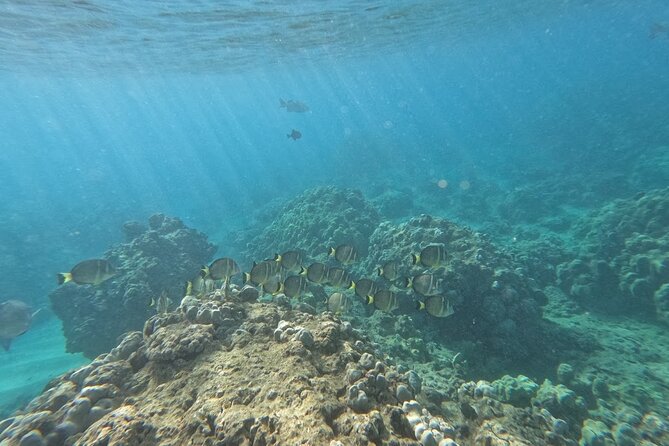 Hanauma Bay Guided Snorkeling Tour with Transportation - Practical details that matter