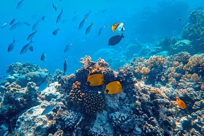 Hanauma Bay Snorkel - Who will enjoy this snorkeling trip