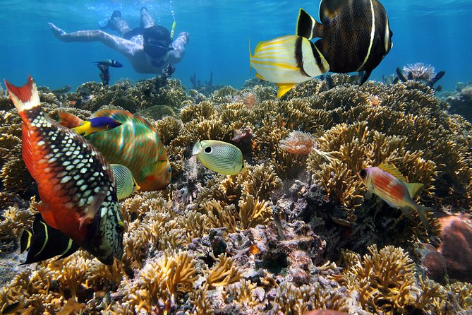Hanauma Bay Snorkeling - Who will enjoy this tour most