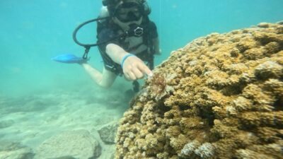 Beginner Scuba Diving Tour With Free Videos