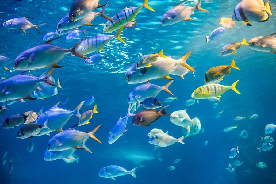 Honolulu: Glass Bottom Boat Tour along Oahu's South Shore - Key points at a glance
