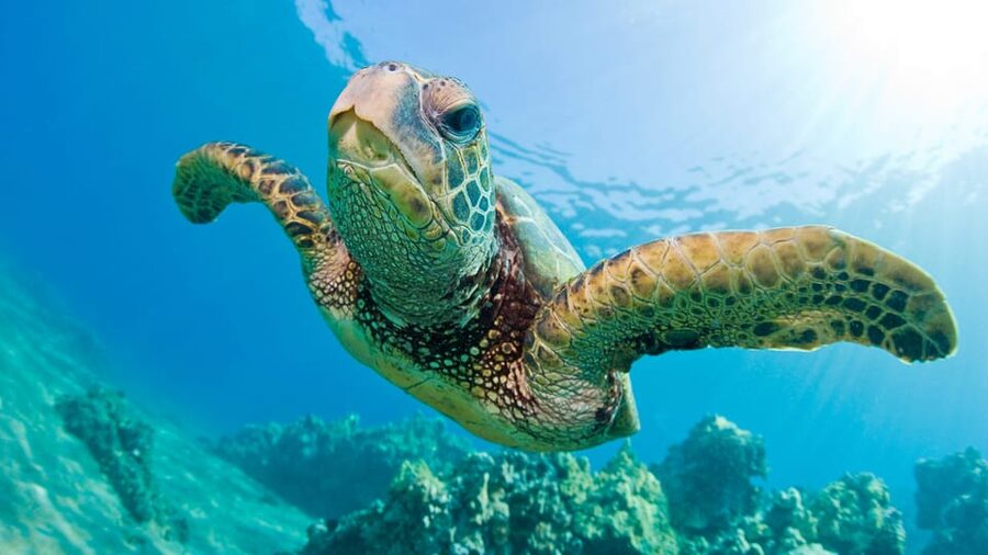 Honolulu: Glass Bottom Boat Tour along Oahu's South Shore - Guides who keep the ride moving