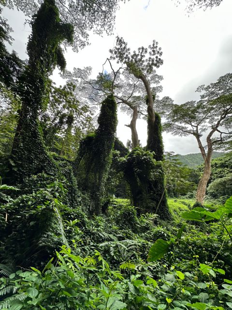 Honolulu: Highlights of Oahu Small Group Tour - Who should take this Oahu tour?
