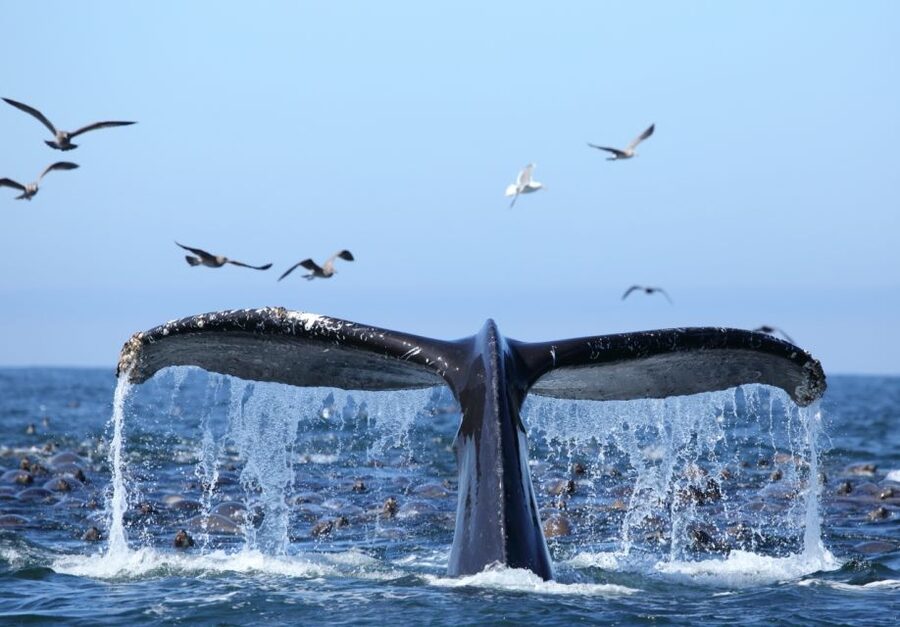 Honolulu, Oahu: Waikiki Whale Watching Cruise - A Short Cruise With Real Ocean Time