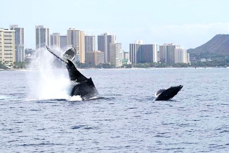 Honolulu, Oahu: Waikiki Whale Watching Cruise - The Search for Humpbacks
