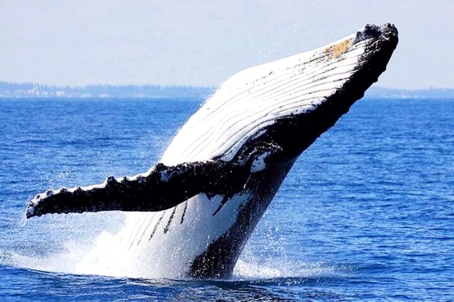 Honolulu, Oahu: Waikiki Whale Watching Cruise - Dolphins, Turtles, and Flying Fish