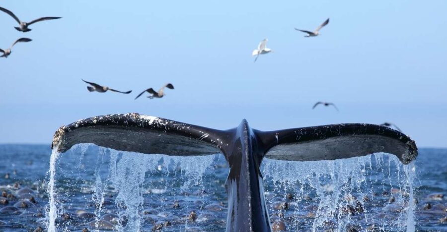 Honolulu, Oahu: Waikiki Whale Watching Cruise - Who Will Enjoy This Cruise Most