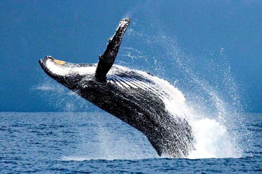 Honolulu, Oahu: Waikiki Whale Watching Cruise - Why December Through April Matters