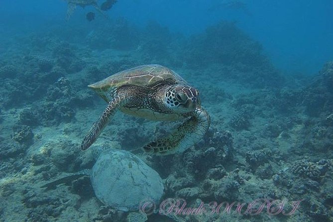 Incredibly Fun Coral Reef Giant Sea Turtles 4hour Boat Scuba Tour - Medical rules and flight planning matter