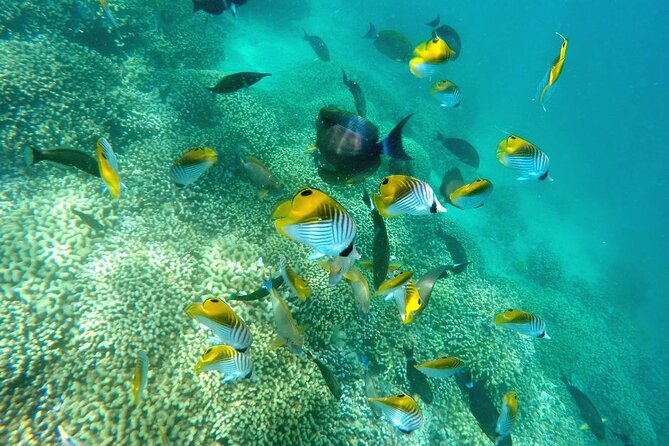 Kaneohe Sandbar Snorkeling Tour - 2nd Tour - Crew support is a major part of the value