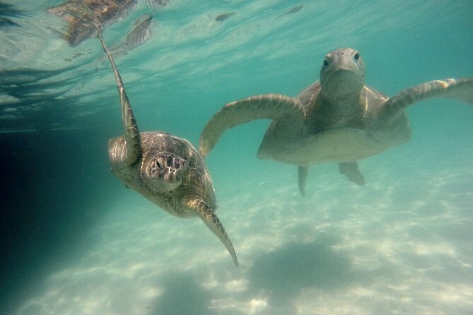 Kaneohe Sandbar Snorkeling Tour - 2nd Tour - Is $158.86 a fair price?