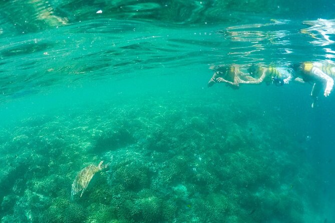 Kaneohe Sandbar Snorkeling Tour - 2nd Tour - Who will enjoy this Kaneohe Bay tour most