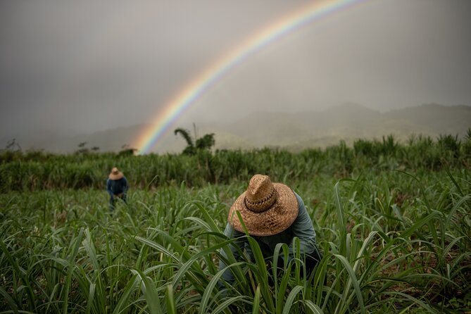 Kō Hana Hawaiian Rum Distillery Tour and Tasting for One - Why this Kunia distillery visit is worth your time