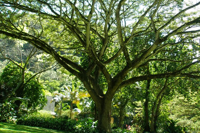 Ko Olina to North Shore Experience -Waimea Falls, Beaches & more - Beach time at Waimea Bay