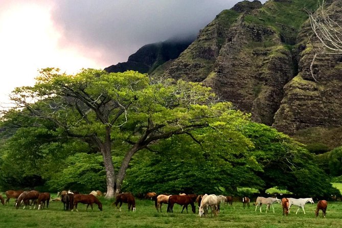 Kualoa Ranch - Horseback Walking Tour - Checking in at the ranch 45 minutes early