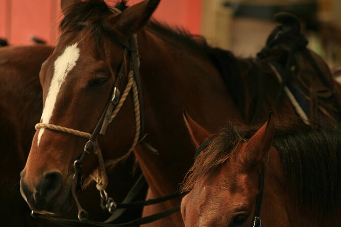 Kualoa Ranch - Horseback Walking Tour - Through the forests and Kaʻaʻawa Valley