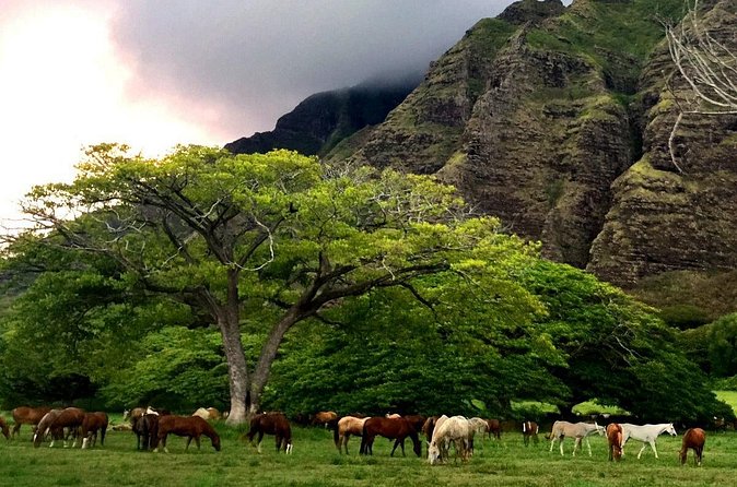 Kualoa Ranch - Horseback Walking Tour - WWII bunkers, Hawaiian history, and movie stories