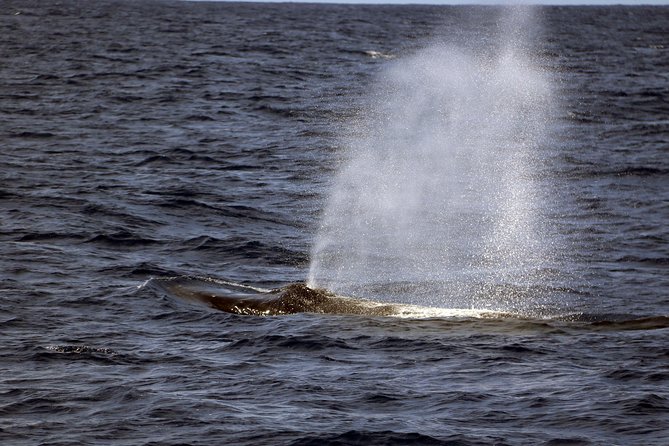 Luxury Snorkel Cruise, Local Buffet with Whale & Dolphin Watch - A Hawaiian buffet with a late meal possibility