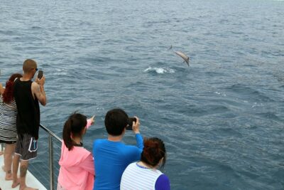Luxury Snorkel Cruise, Local Buffet with Whale & Dolphin Watch