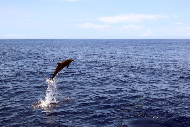 Luxury Snorkel Cruise, Local Buffet with Whale & Dolphin Watch - How the $174 price holds up