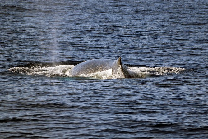Luxury Snorkel Cruise, Local Buffet with Whale & Dolphin Watch - Who should book this cruise
