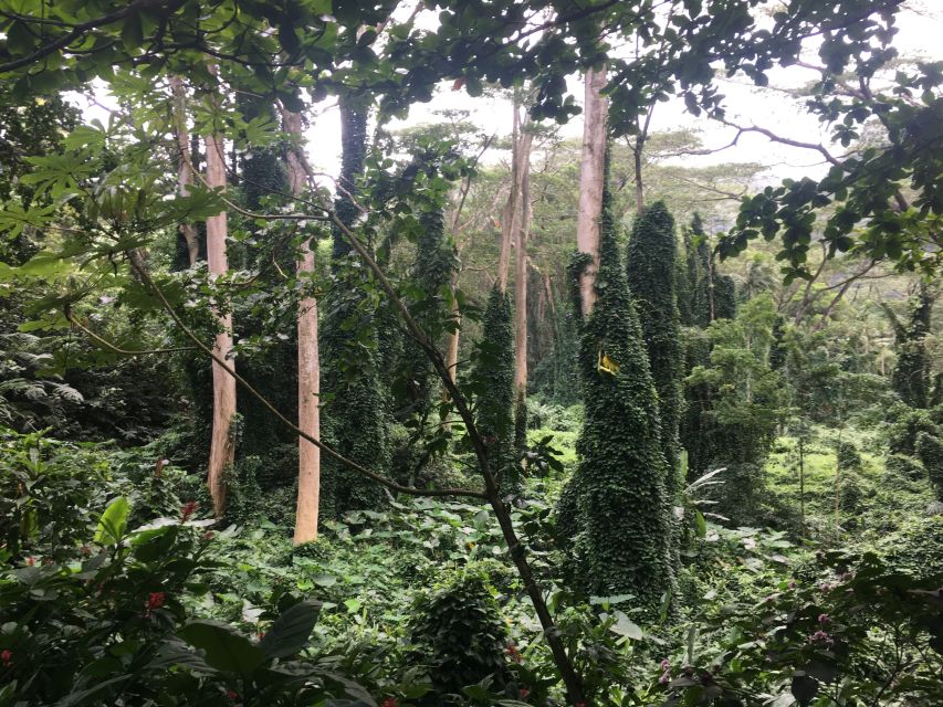 Manoa Falls eBike to Hike - Key things to know before you book