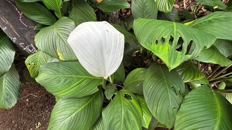 Manoa Falls eBike to Hike - Food, water, and the café stop