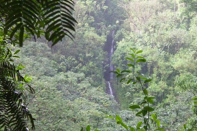 Manoa Falls Rainforest & Self-Guided Hike - Key points to know before booking