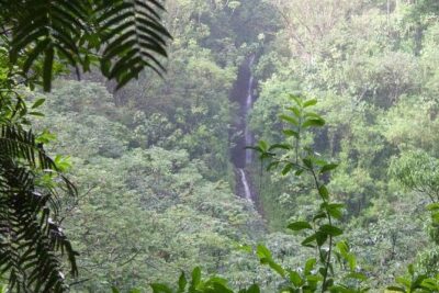 Manoa Falls Rainforest & Self-Guided Hike